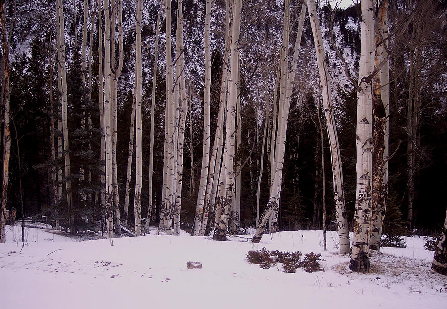Aspens in Snow Photograph by Lanita Williams