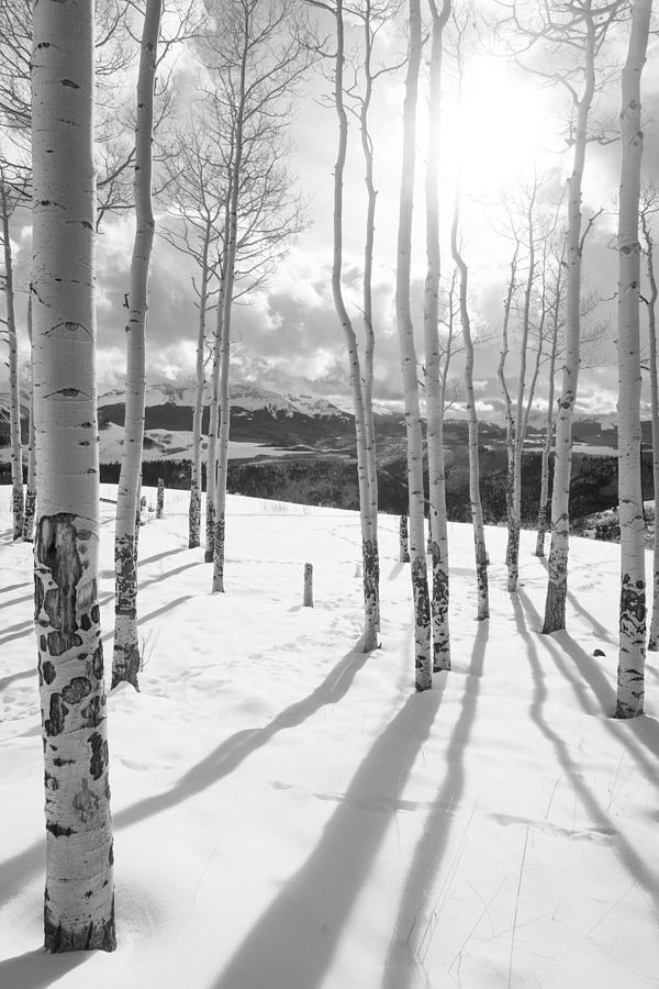 Winter Photograph - Aspens in Telluride by Sean McClay