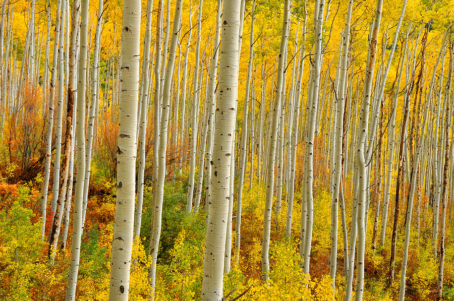 Fall Photograph - Aspens In The Colorado Rockies by John Hoffman