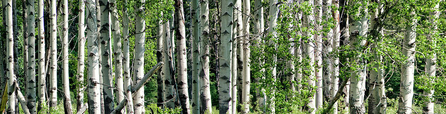 Aspens In The Shadows Photograph by Ronnie Wiggin