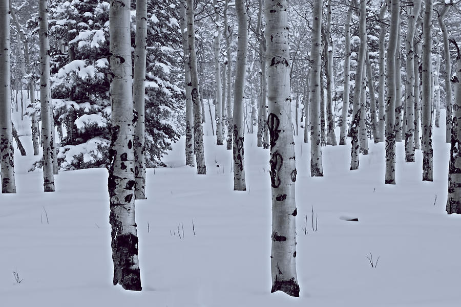 Aspens in the Snow Photograph by Kristal Kraft