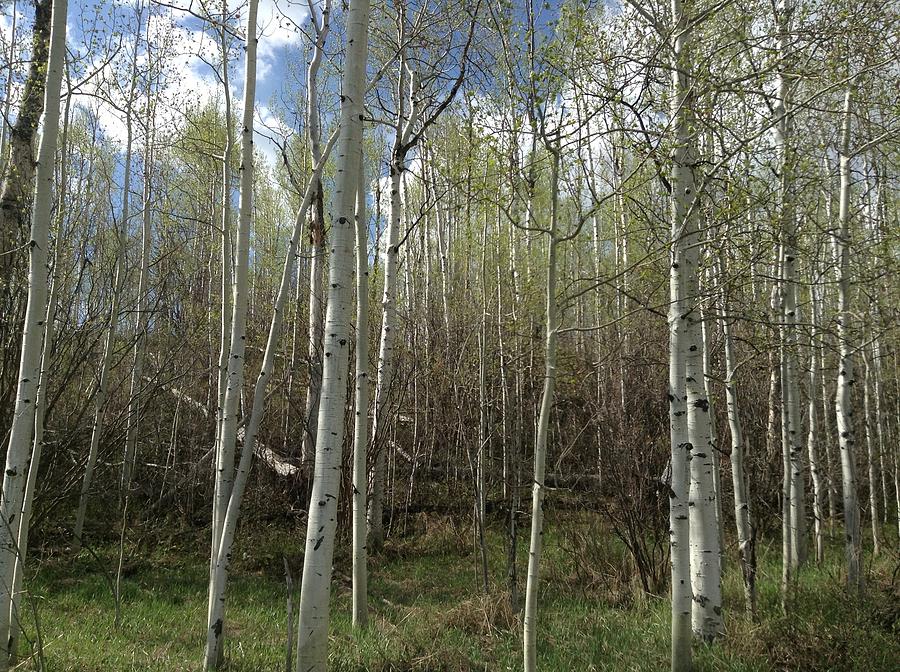 Aspens in the Springtime Photograph by Shawn Hughes