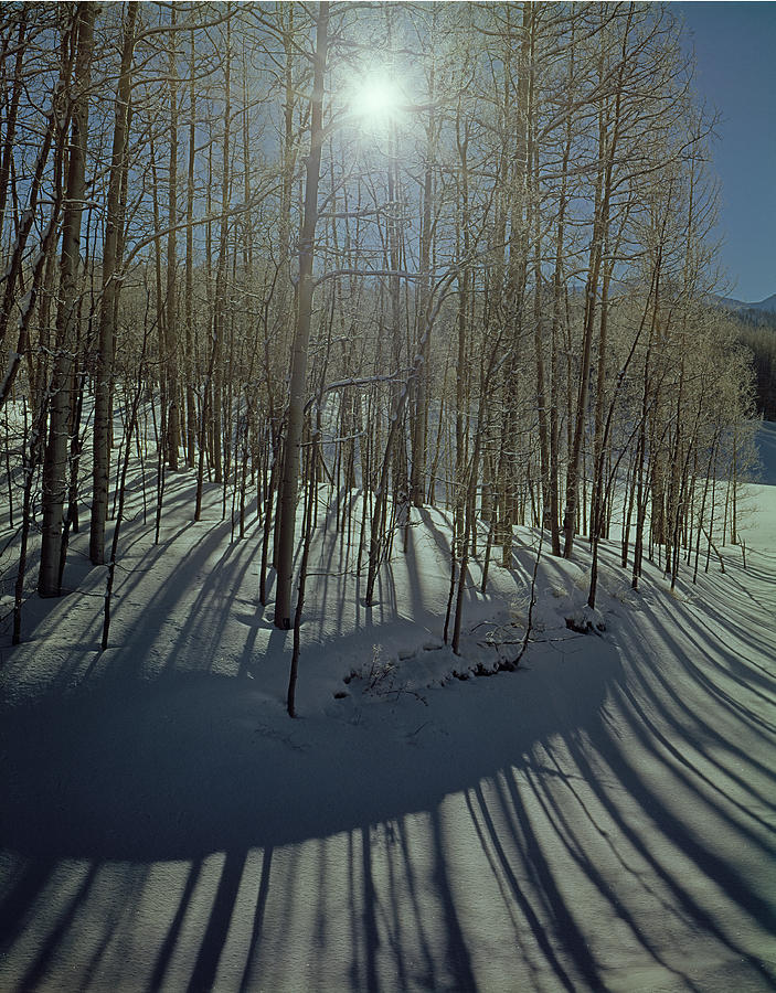 210608 Aspens in Winter with Sunburst Photograph by Ed  Cooper Photography