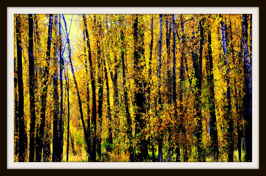 Aspens in Yellowstone National Park Digital Art by Aron Chervin