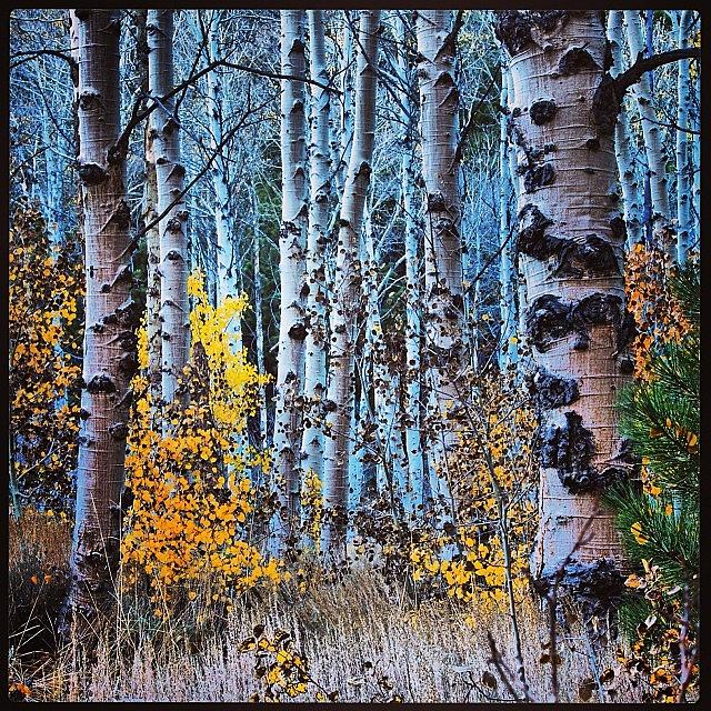 Nature Photograph - Aspens June Lake Loop by Beth Young
