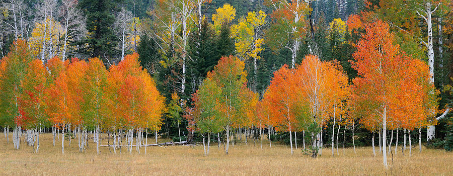 Aspens and Meadow-PAN Photograph by Tom Daniel