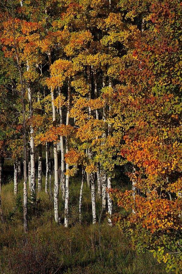 Aspens On Bobcat Pass Photograph by Ron Weathers