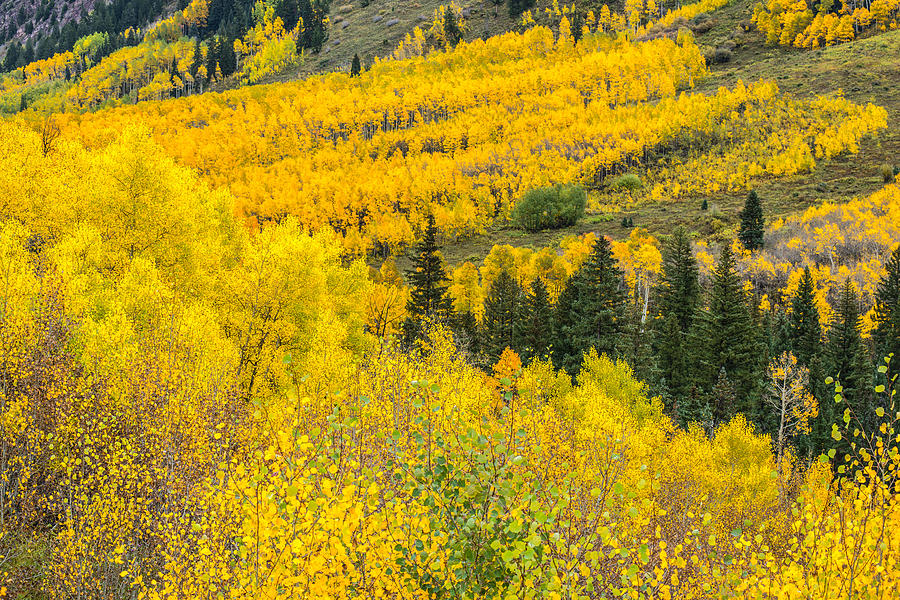 Tree Photograph - Aspens On The Hillside by Tim Reaves