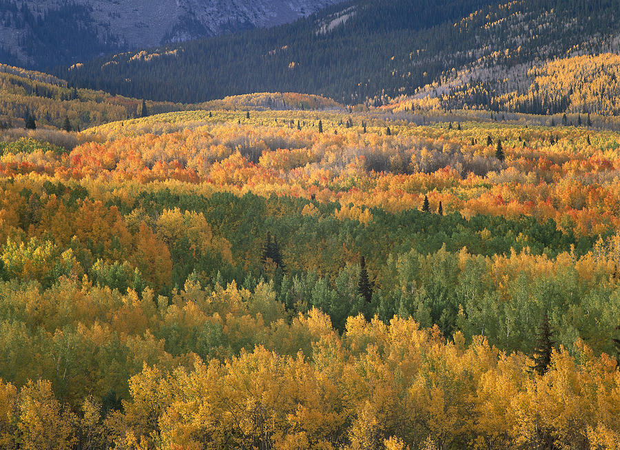 Aspens Populus Tremuloides In Fall Photograph by Tim Fitzharris