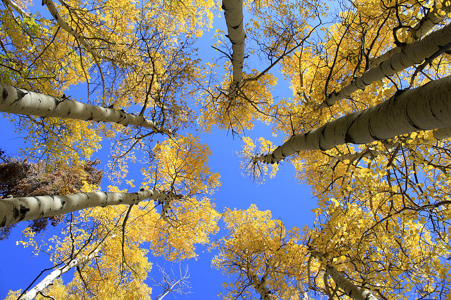 Aspens Skyward Photograph by John Daly