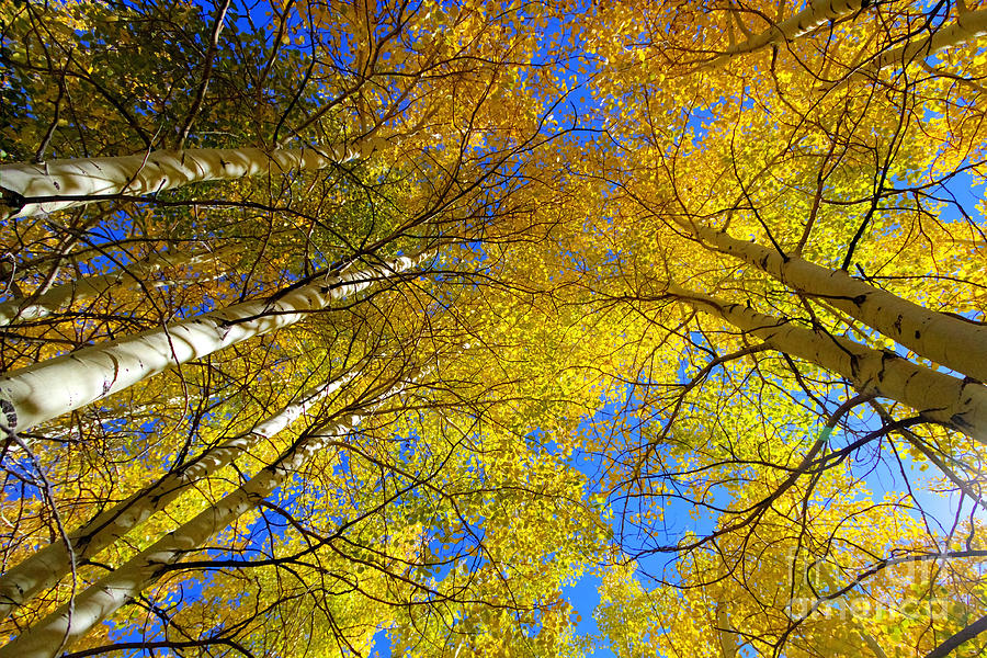 Aspens Straight Up Photograph by Gary Holmes
