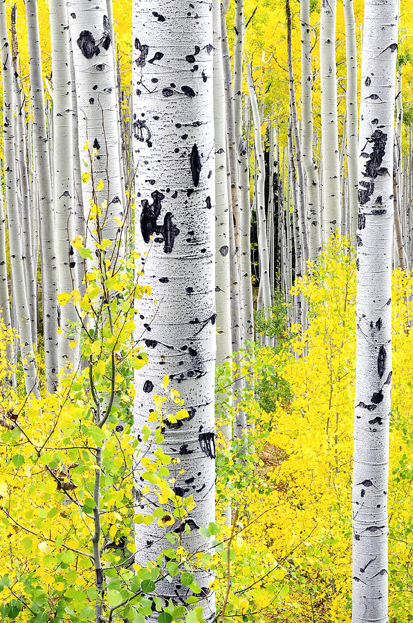 Aspens   Photograph by The Forests Edge Photography - Diane Sandoval