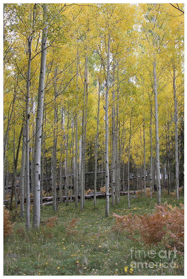 Aspens yellow glow Photograph by Ruth Jolly