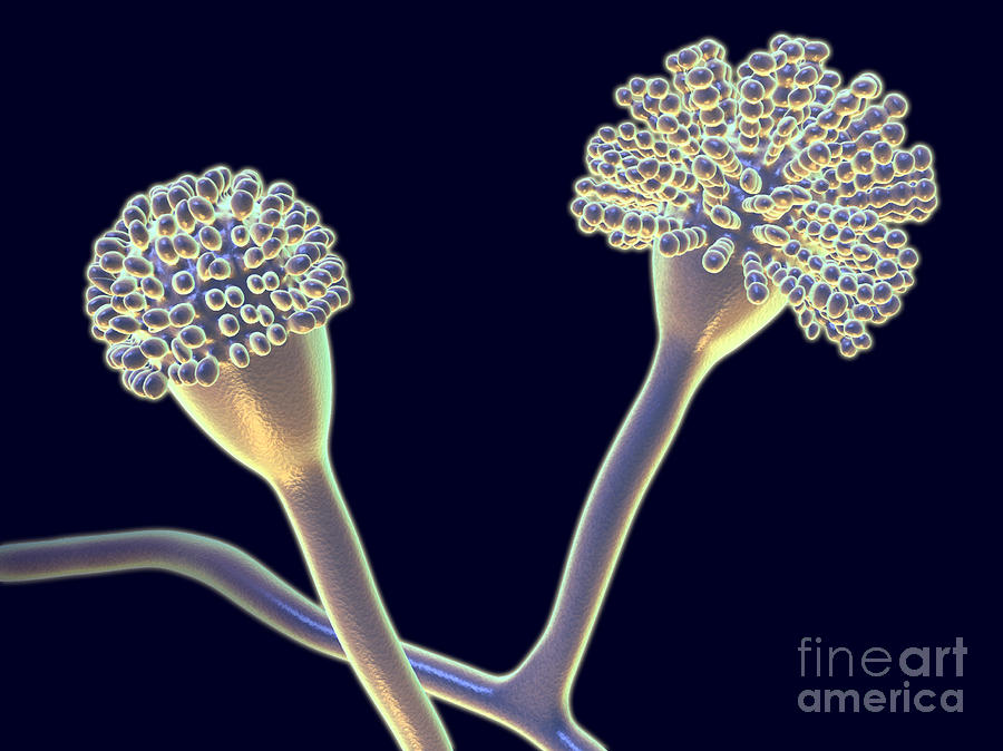 Fungus Photograph - Aspergillus Fumigatus by Gary Carlson