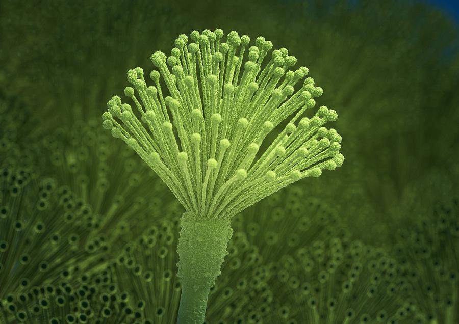 Nature Photograph - Aspergillus fungus, artwork by Science Photo Library