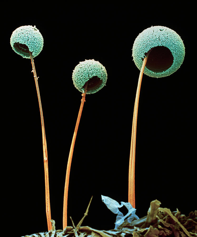 Aspergillus Fungus Photograph by Juergen Berger/science Photo Library