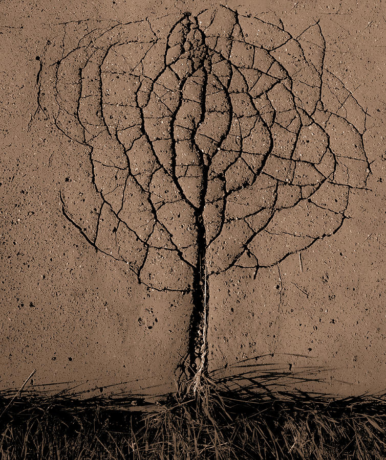 Asphalt Tree Photograph by Rasto Gallo