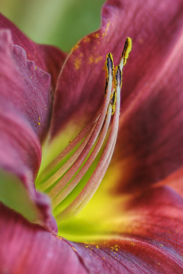 Flower Photograph - Aspiration - Day Lily by Nikolyn McDonald
