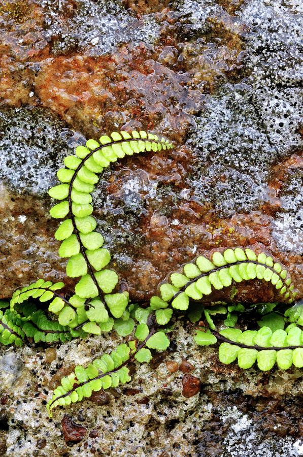 Asplenium Trichomanes Photograph By Duncan Shaw Science Photo Library   Asplenium Trichomanes Duncan Shawscience Photo Library 