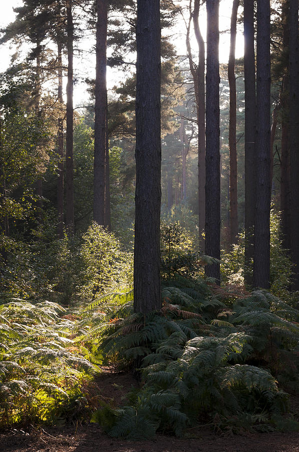 Tree Photograph - Aspley woods by David Isaacson