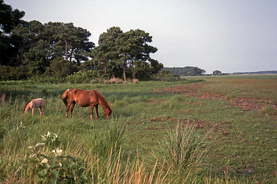 Nature Photograph - Assagteague Island Wild Ponies by Skip Willits