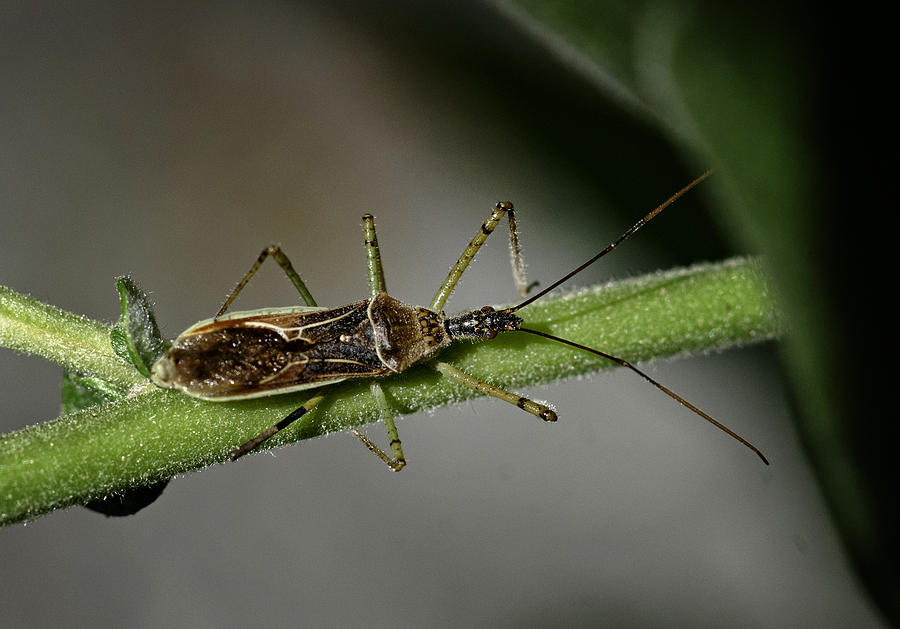 Assassin Bug Photograph by Betty Depee