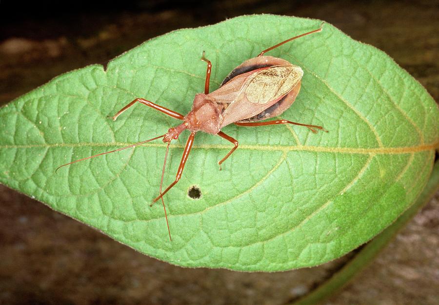 Assassin Bug In The Amazon Rainforest Photograph by Dr Morley Read