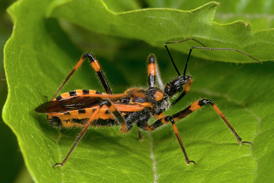 Assassin Bug Photograph by Nigel Downer - Fine Art America