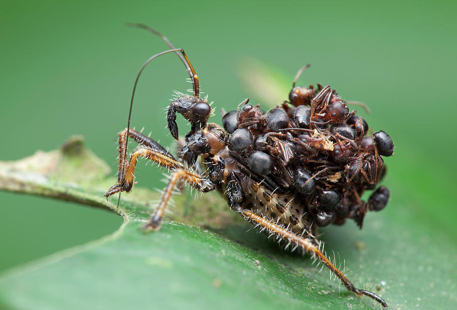 Assassin Bug Nymph With Ants by Melvyn Yeo