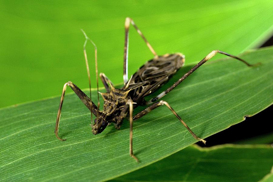 Assassin Bug Photograph by Philippe Psaila/science Photo Library - Pixels