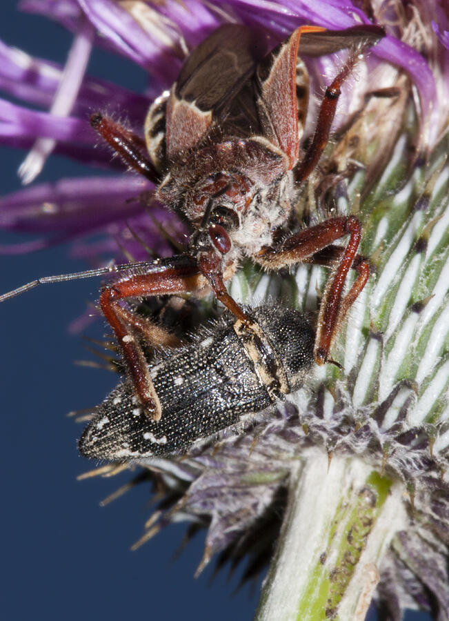 Assassin Bug Preying on Beetle Photograph by Steven Schwartzman
