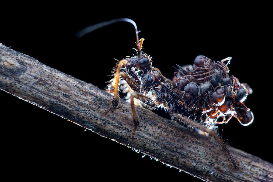 Assassin Bug With Dead Ants Photograph by Melvyn Yeo