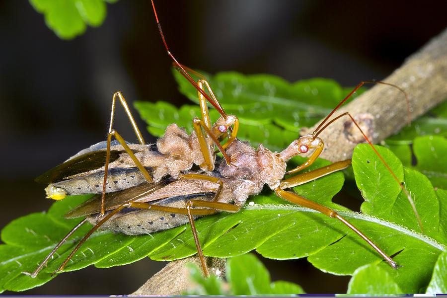 Assassin bugs mating, Ecuador Photograph by Science Photo Library ...