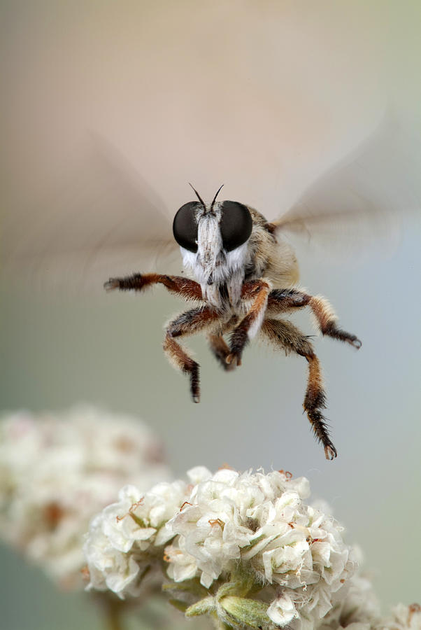 Wildlife Photograph - Assassin Fly leaving buckwheat blossoms by Robert Jensen