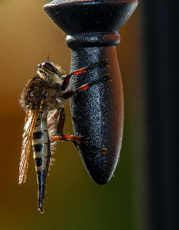 Insects Photograph - Assassin Or Robber Fly by Bob Marquis