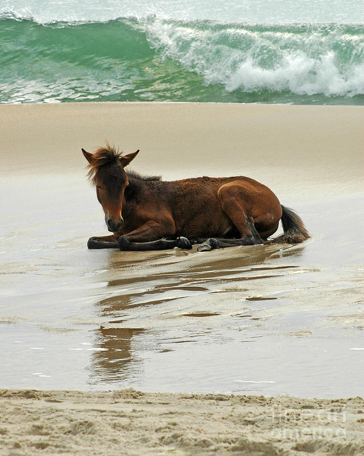 Assateague Foal Photograph by Olivia Hardwicke