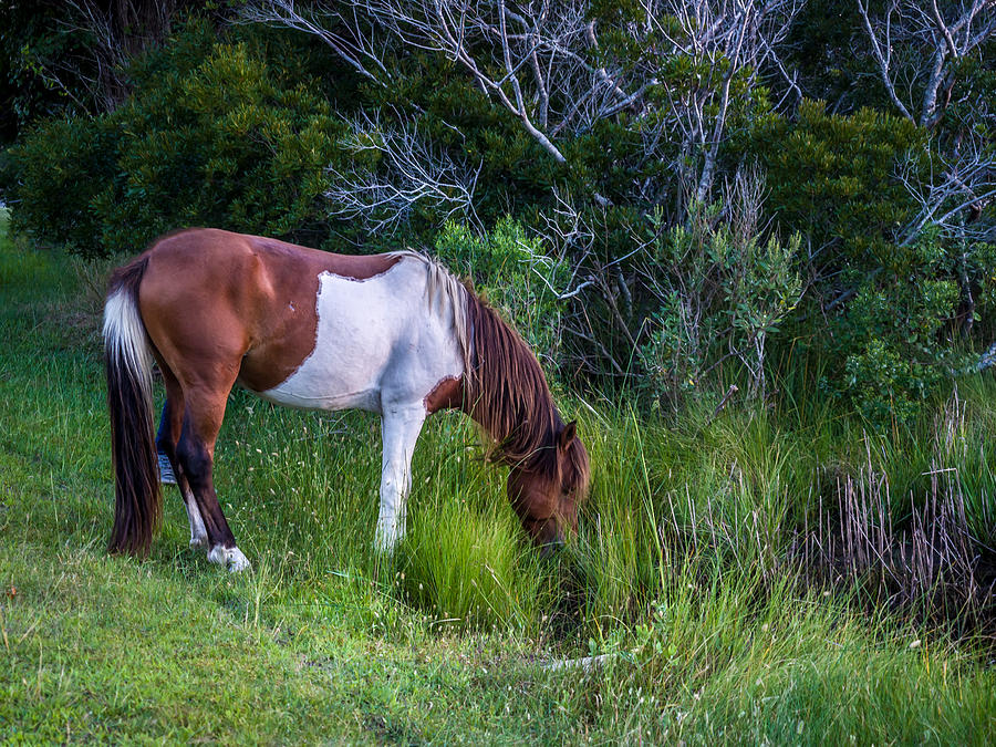 Assateague Island Pony Photograph by Louis Dallara