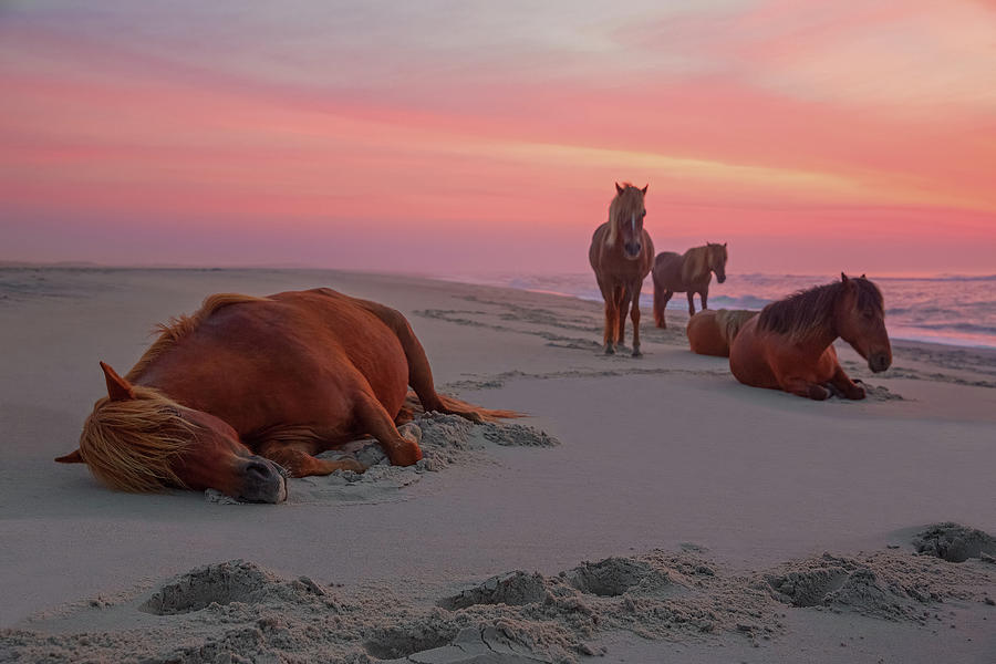 Assateague Island Wild Horses Photograph by Image By Michael Rickard