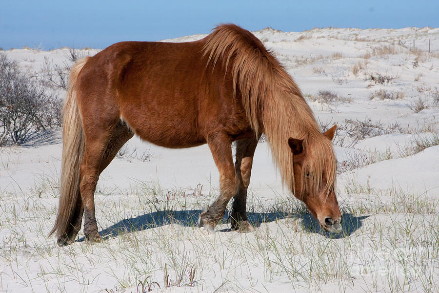 Assateague Pony Photograph by Chris Scroggins