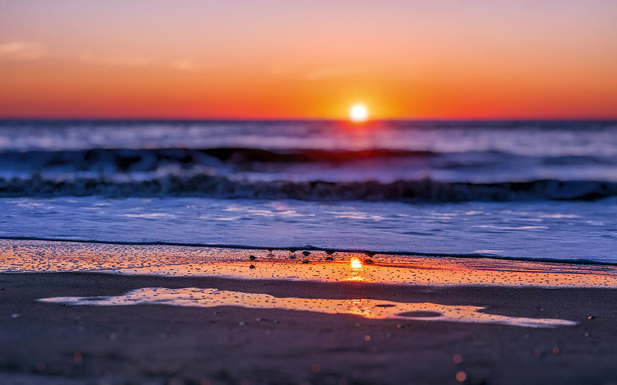 Bird Photograph - Assateague Sunrise - Ocean - Virginia by SharaLee Art