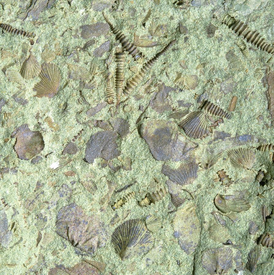 Animal Photograph - Assemblage Of Ordovician Fossils by Sinclair Stammers/science Photo Library