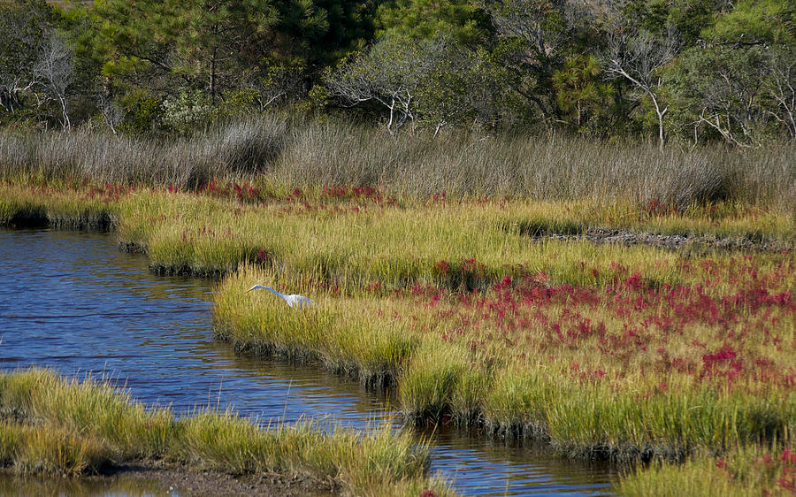 Asseteague Island Marsh by Greg Vizzi Asseteague Island Marsh by Greg Vizzi