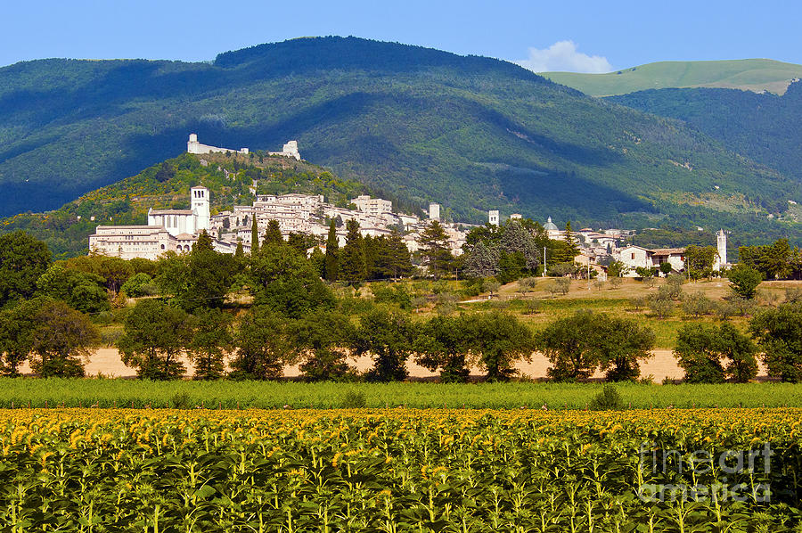 Assisi From the Sunflower Fields Photograph by Bob Phillips