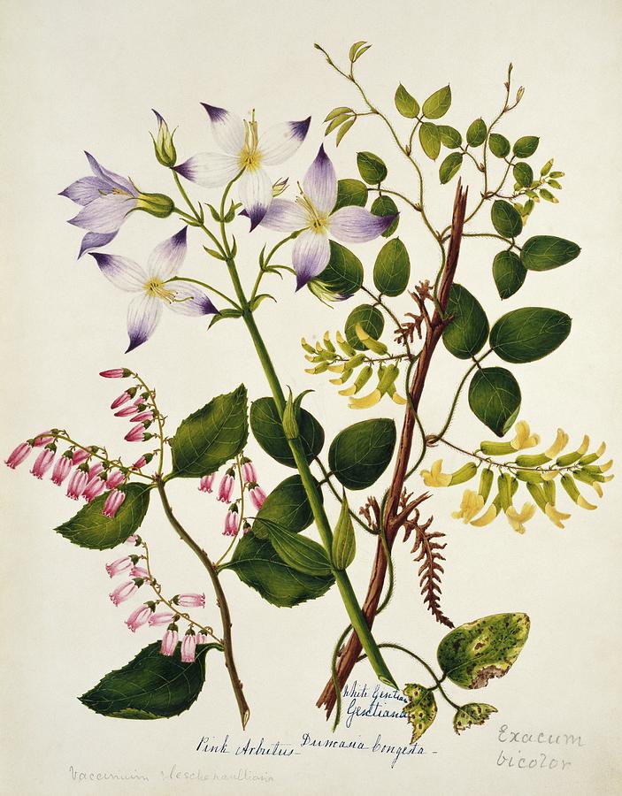 Mountain Photograph - Assorted Indian Flowers by Natural History Museum, London/science Photo Library