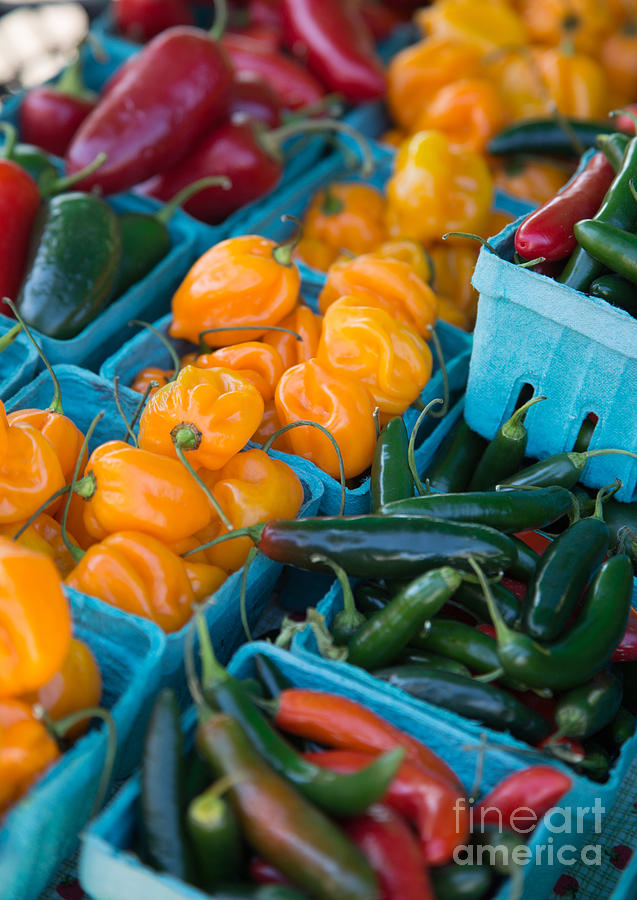 Assorted Peppers Photograph by Rebecca Cozart