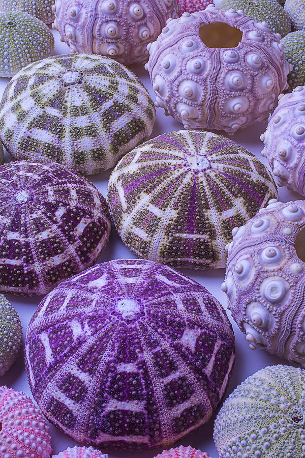 Still Life Photograph - Assorted Sea Urchins by Garry Gay
