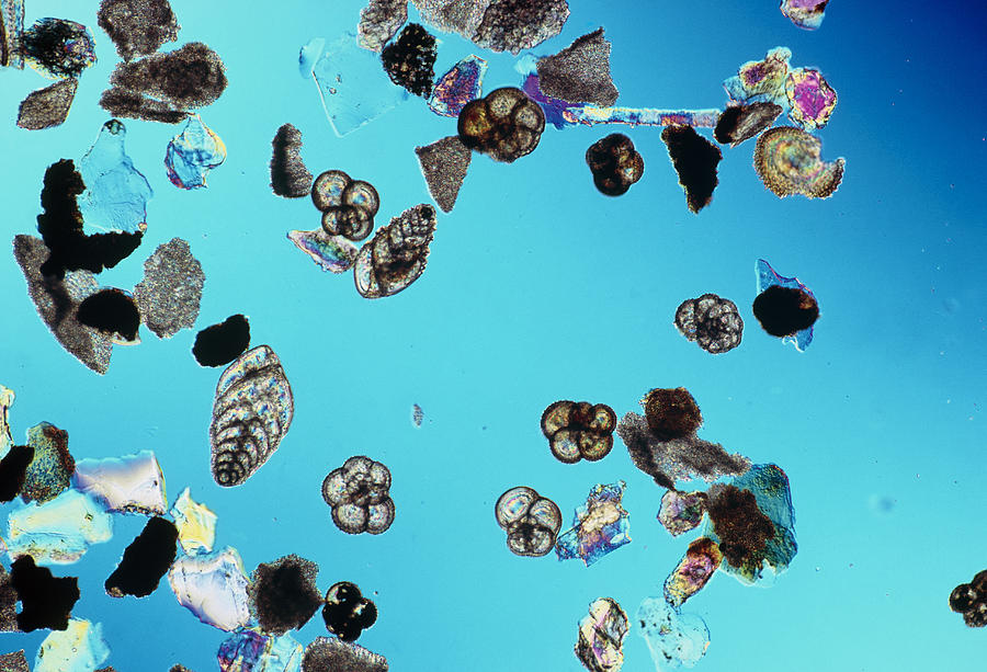Assortment Of Foraminifera Shells, Lm Photograph by Perennou Nuridsany