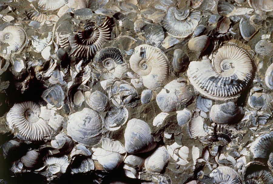 Assortment Of Fossilized Ammonites Photograph by Martin Land/science Photo Library