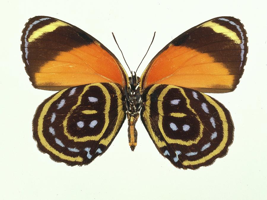 Astarte Eighty-eight Butterfly Photograph by Natural History Museum, London/science Photo Library