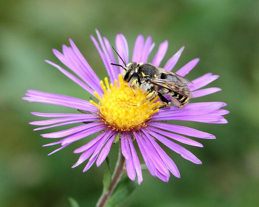 Aster and bee Photograph by Doris Potter